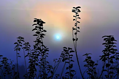Novembernebel