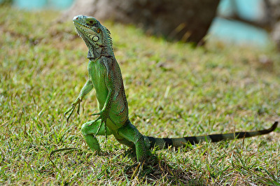 Grüner Leguan  (Guadeloupe)