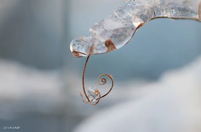 Eiskonfekt
