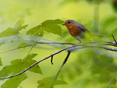 Rotkehlchen im Wald