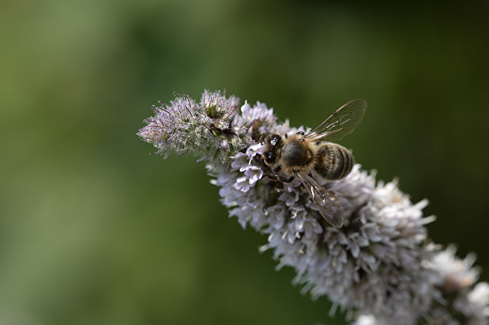 Bienen