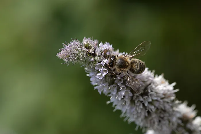 Bienen