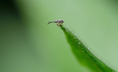 "Langrüssliges Stockrosen-Spitzmäuschen"
