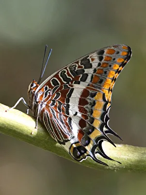 Erdbeerbaumfalter