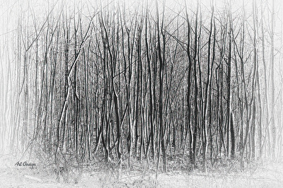 Impenetrable Forest