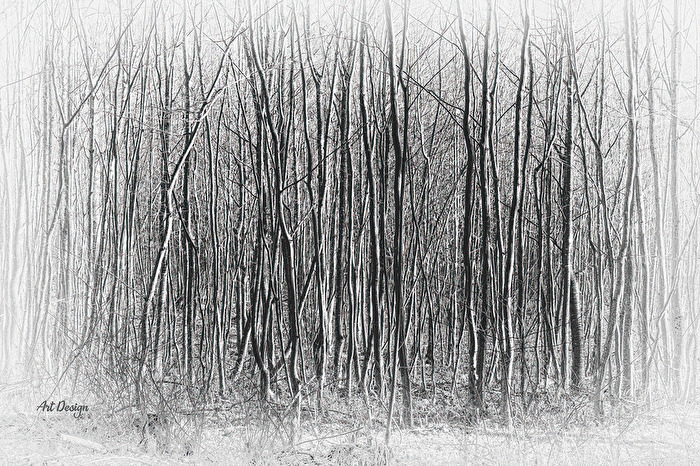 Impenetrable Forest