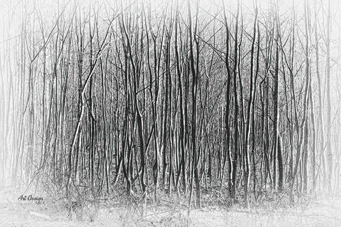 Impenetrable Forest