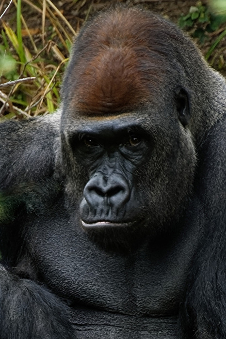 Gorilla