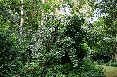 Naturgarten 3
