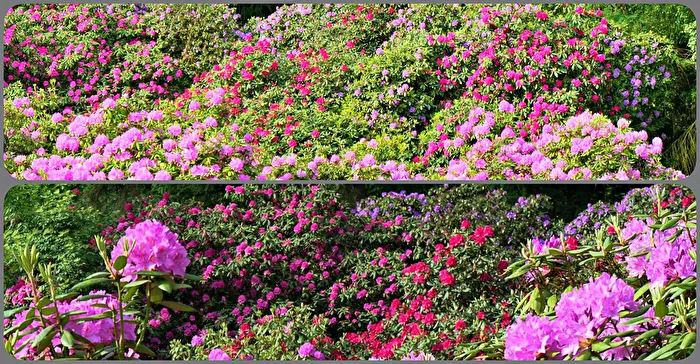 in einem Rhododendronpark