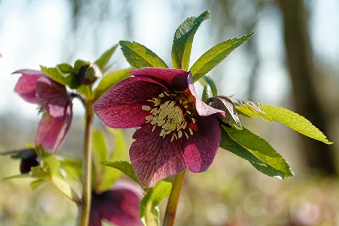Christmas Rose