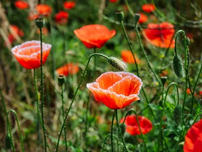 Mohnblumen - als würden sie sich freuen in der Sonne zu stehen....
