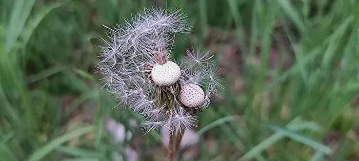 flieg - kleiner Fallschirm - flieg
