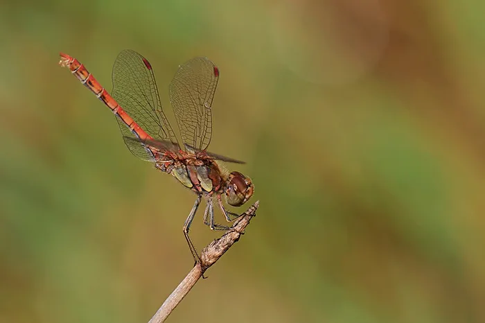 Heidelibelle