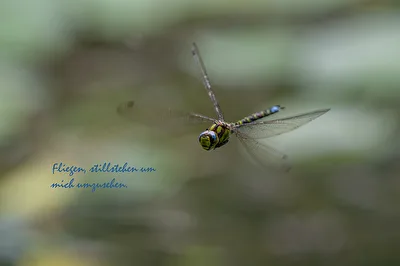 Im Flug