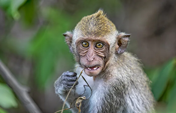 Macaque