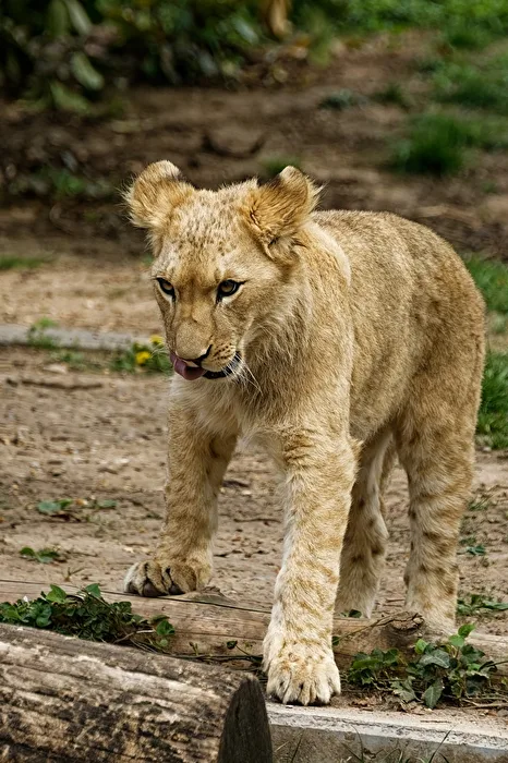 young lion