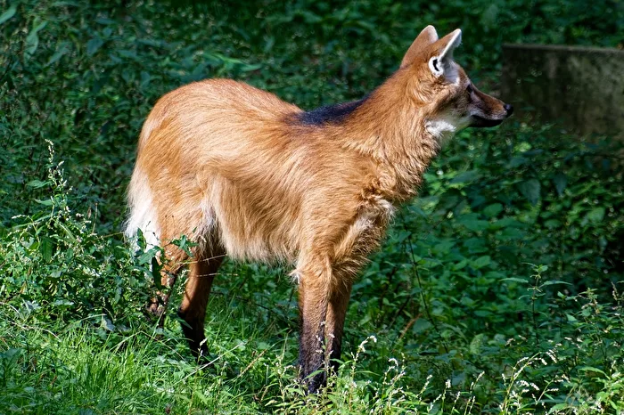 Mähnenwolf