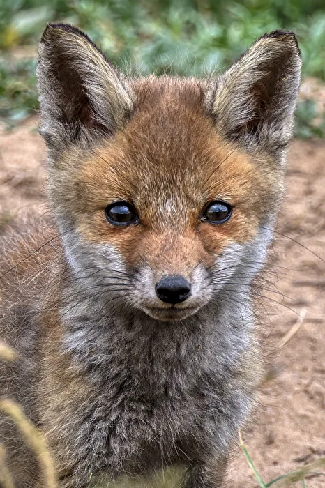 Fox Cubs