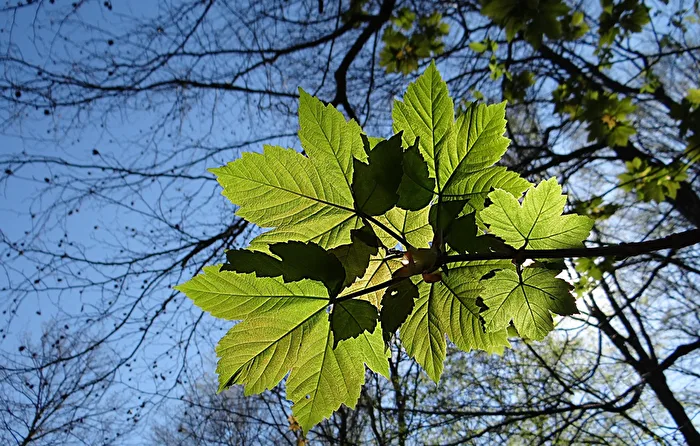 frisches Grün