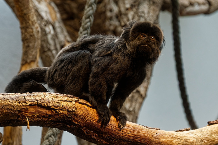 Springtamarin