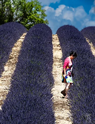 Lavendelblüte in Südfrankreich