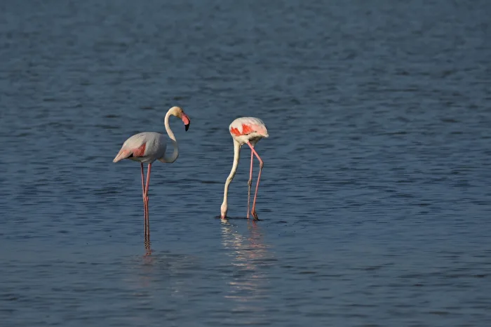 Flamingos in der Salzpfanne von Cervia, Italien.