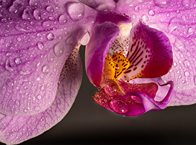 " Ein Blick durch das Makro Objektiv"