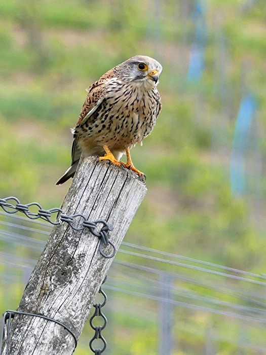 Turmfalke