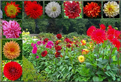 bunte Welt der Dalien