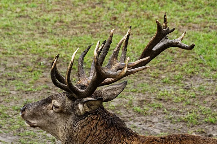 Red Deer