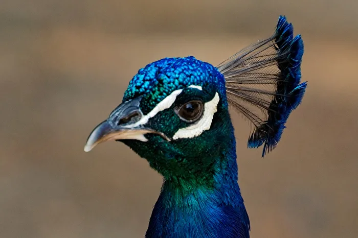 Peacock