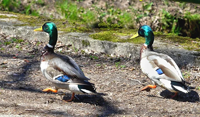 Marching in step!