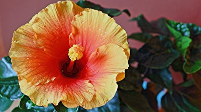 Hibiskus