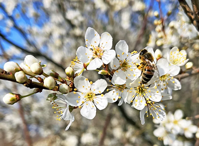 One of the first bees today at Lake Kulkwitz...