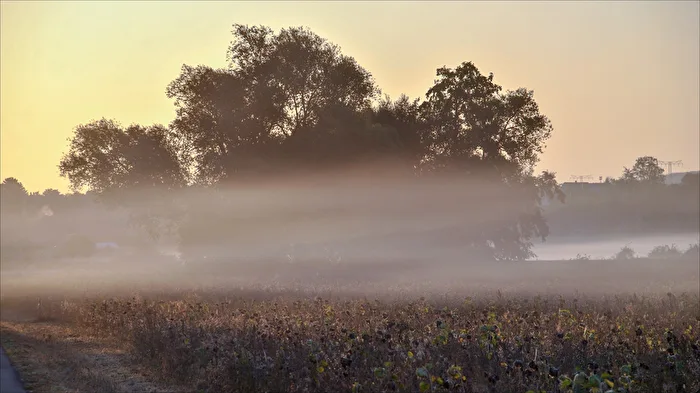 the morning awakens