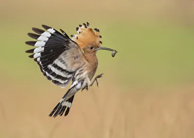 Anflug