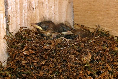 Vögel