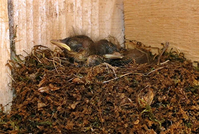 Vögel