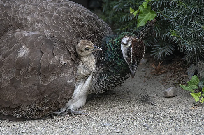 Peacock with young bird..