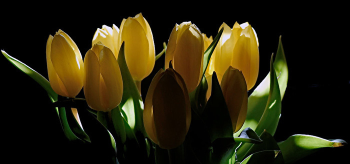 Tulpen im Schatten