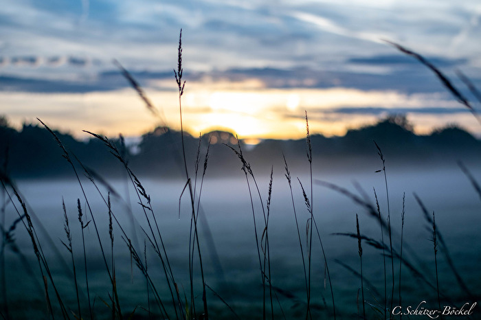 Morgen