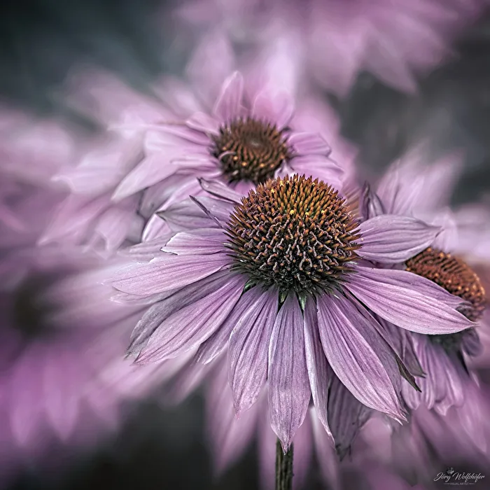 Echinacea