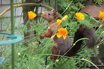 Wildtiere im Garten