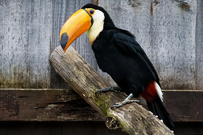 Grande tucano