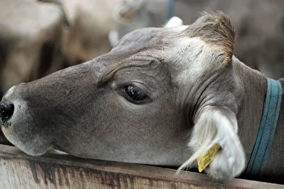 Tiere
