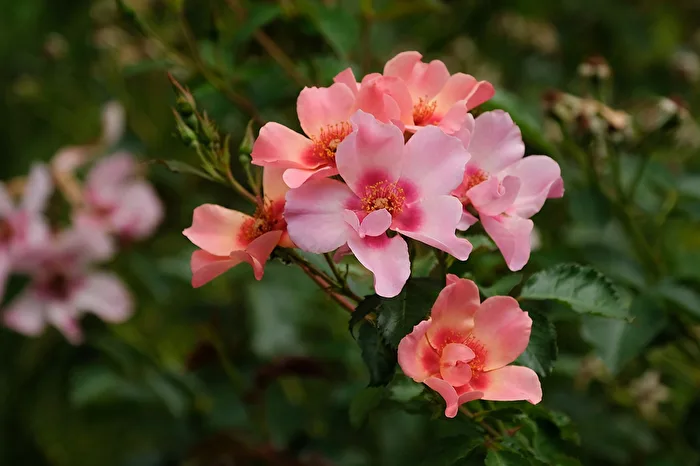 Persische Rose