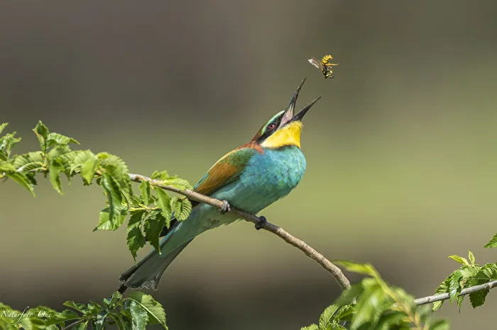 Der Jongleur