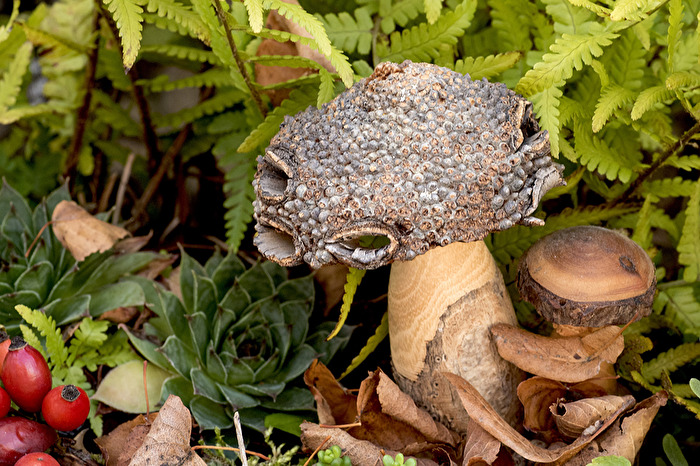 Pilze Holzpilz