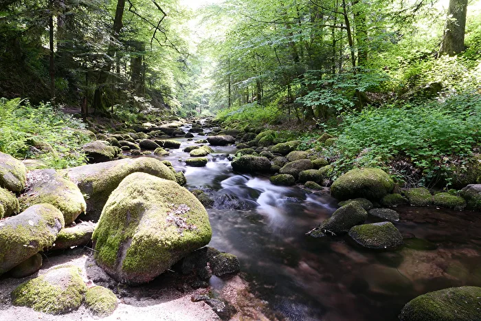 Schwarzwald